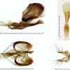 s. acaciaei genitalia